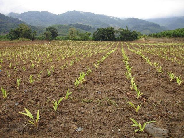 #14 - Sítio para Venda em Juquiá - SP - 2