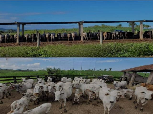 #23 - Chácara para Venda em Registro - SP - 3